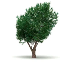Acebuche