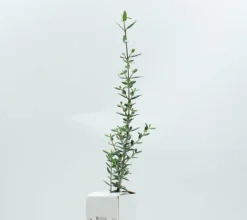 Acebuche