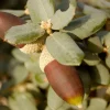 Alcornoque