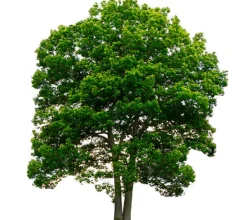 Alcornoque