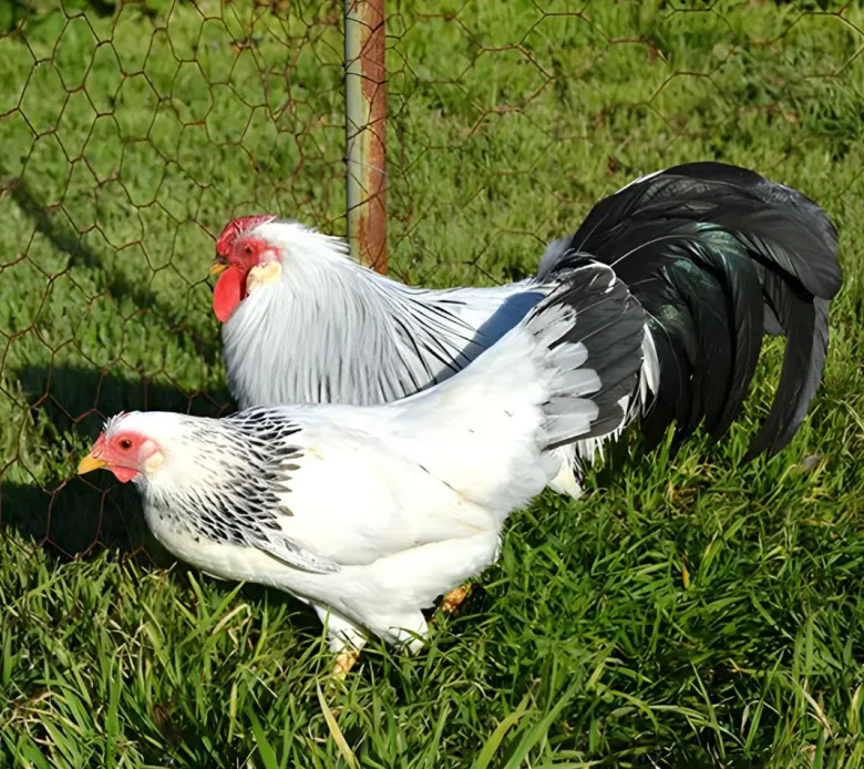 Alemana imperial enana
