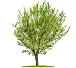 Almendro
