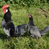 Andaluza enana