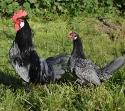 Andaluza enana