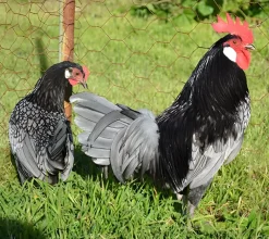 Andaluza enana