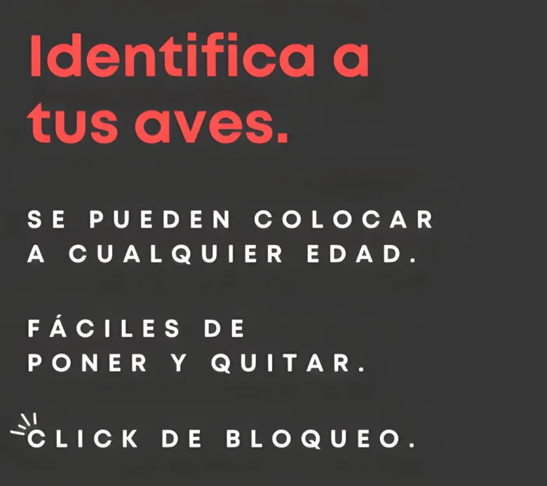 Anillas clic