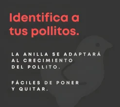 Anillas flexibles para pollitos