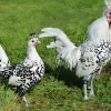 Appenzeller