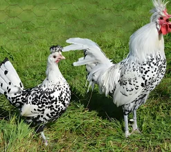 Appenzeller