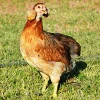 Araucana