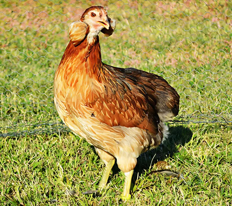 Araucana