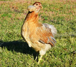 Araucana