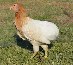 Araucana