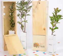 Arbolito en caja Deluxe - LOVE