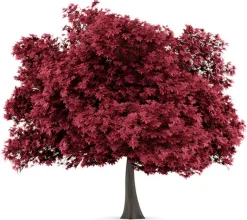 Arce rojo