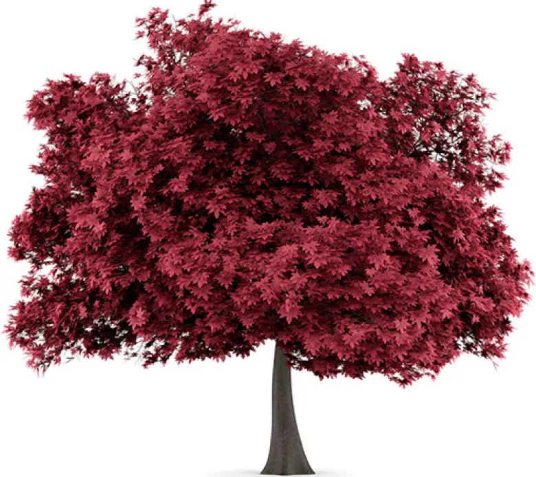 Arce rojo