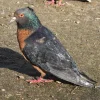 Arcángel