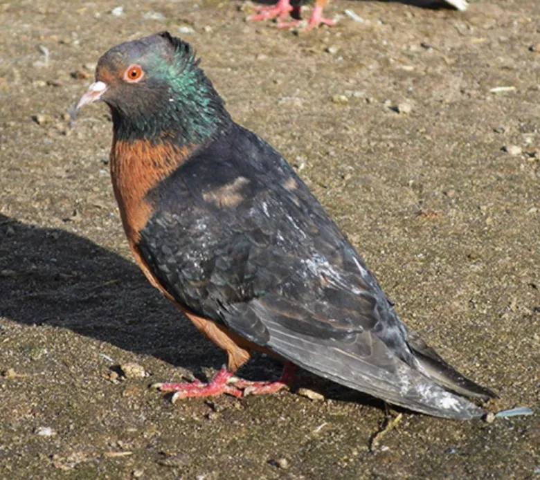 Arcángel