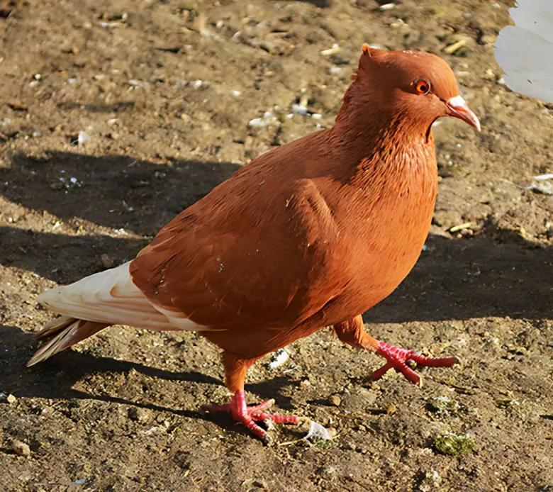 Arcángel