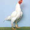 Asil enano