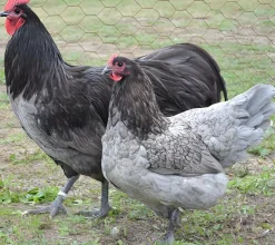 Australorp