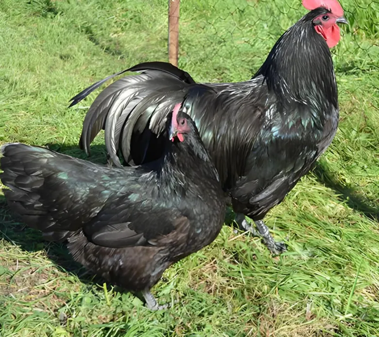 Australorp