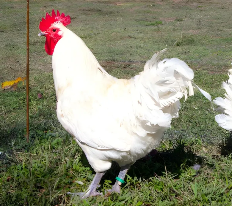 Australorp
