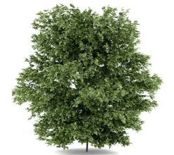 Avellano