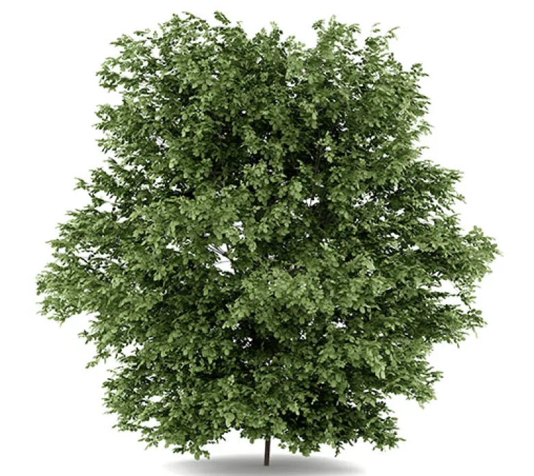 Avellano