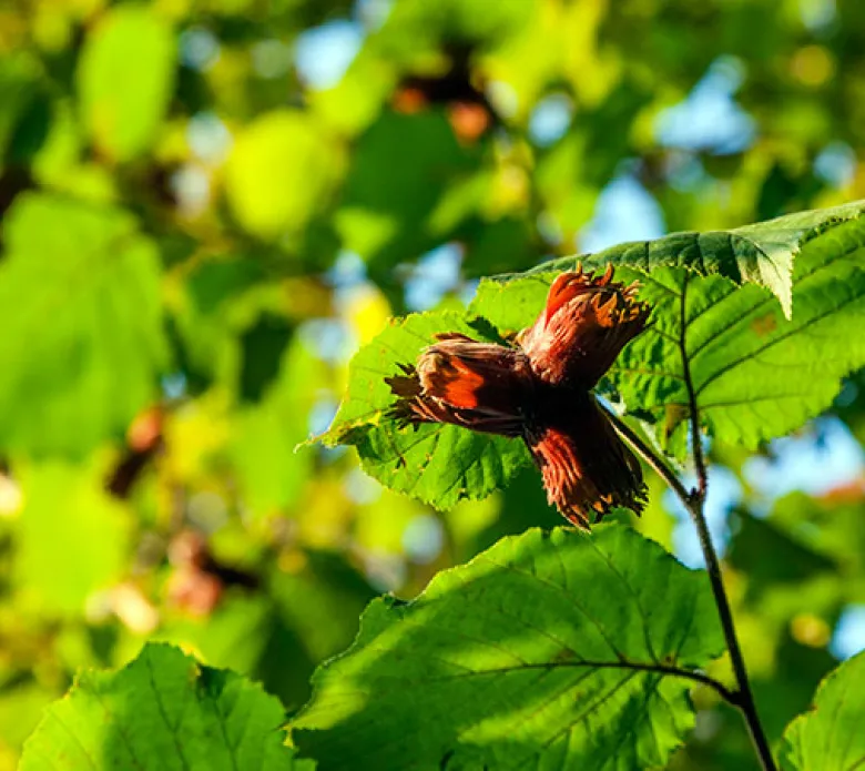 Avellano