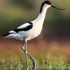 Avoceta común