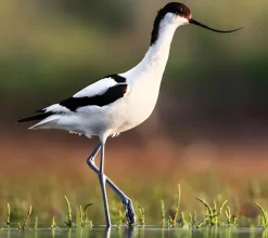 Avoceta común