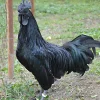 Ayam Cemani