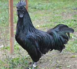 Ayam Cemani