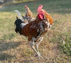 Ayam Ketawa