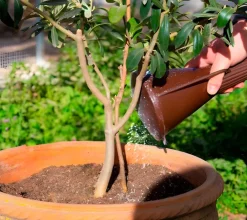 Azufradora Manual