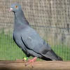 Azul de Gasconia