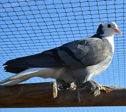 Babero blanco de Turingia