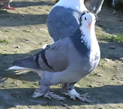 Babero blanco de Turingia
