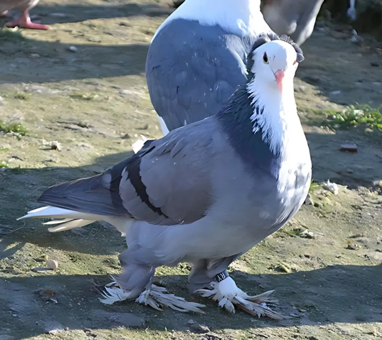 Babero blanco de Turingia