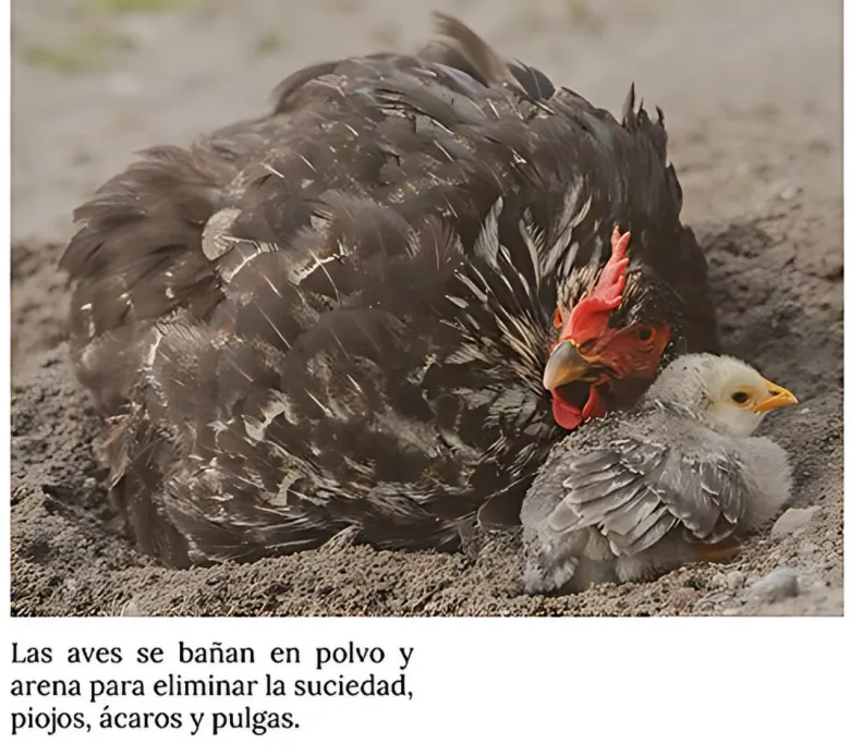 Baño de arena para aves de corral