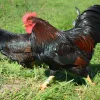 Barnevelder enano