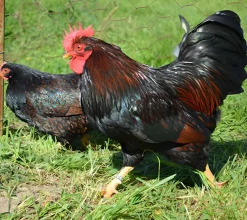 Barnevelder enano