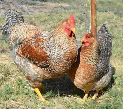 Bielefelder