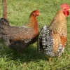 Bielefelder enano