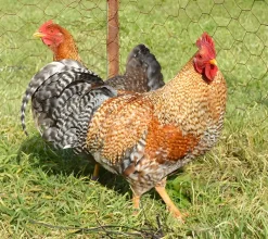 Bielefelder enano
