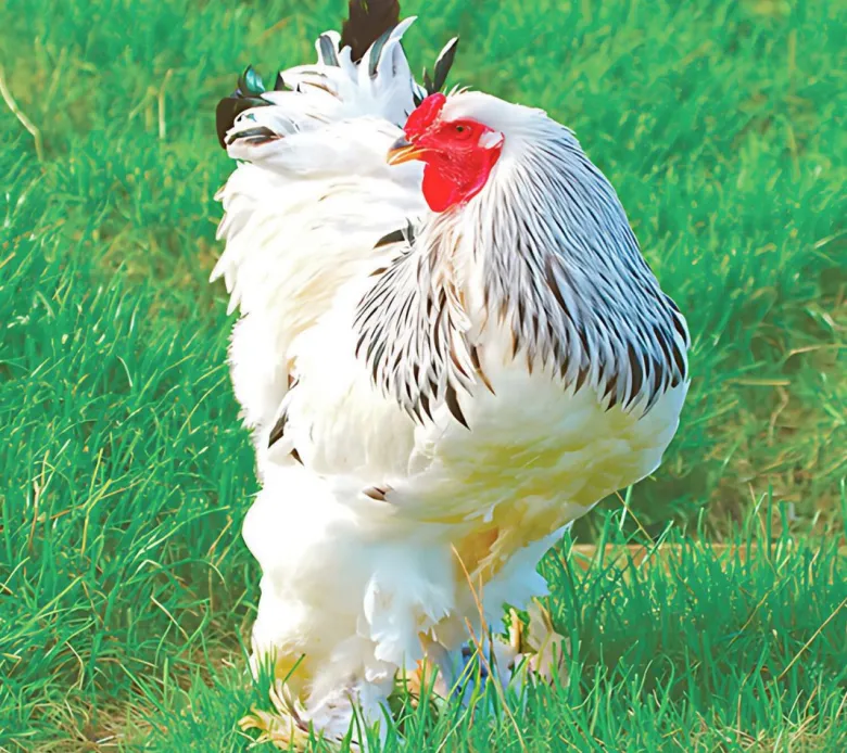 Brahma