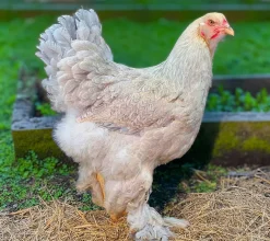 Brahma