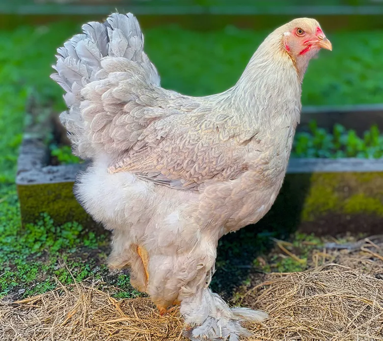 Brahma