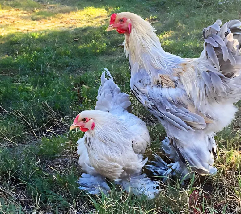 Brahma